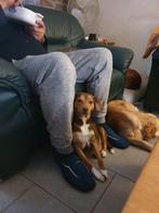 Mooie kruisingen te koop, Dieren en Toebehoren, Reu, CDV (hondenziekte), 8 tot 15 weken, Meerdere