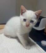 Poesje ze is 8 weken en zoekt een huisje, Dieren en Toebehoren, Poes