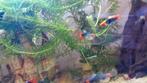 Rednose Tuxedo guppen, Dieren en Toebehoren, Vissen | Aquaria en Toebehoren, Ophalen of Verzenden, Nieuw