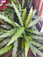 Twee stukken Calathea kamerplant, Ophalen, Overige soorten, Halfschaduw, Minder dan 100 cm