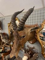 Taxidermie Hartebeest/antilope, Verzamelen, Ophalen, Zo goed als nieuw, Beeldje of Figuurtje
