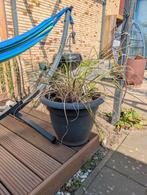 Pampas plant in pot, Tuin en Terras, Ophalen, Zomer, Overige soorten, Volle zon