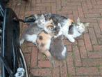Te koop halve Noorse boskat kittens., Dieren en Toebehoren, Poes, Langharig, 0 tot 2 jaar