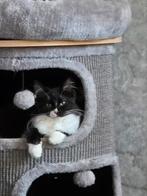 2 prachtige ragdoll poesjes zoeken nog een gouden mandje, Dieren en Toebehoren, Poes, Gechipt, 0 tot 2 jaar