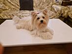 Mini Biewer york terrier, Dieren en Toebehoren