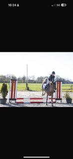 Super lieve D pony te koop, Dieren en Toebehoren, Merrie, Springpony
