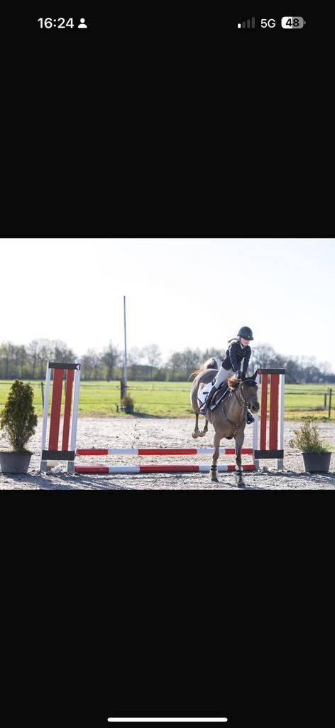 Super lieve D pony te koop, Dieren en Toebehoren, Pony's, Merrie, Springpony