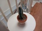 Zeldzame cactus, Ophalen, Cactus, Volle zon, Minder dan 100 cm