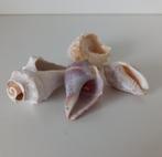 Aquarium decoratie schelpen, Ophalen of Verzenden, Zo goed als nieuw, Sierelement