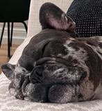 Franse bulldog reu, Dieren en Toebehoren, Honden | Bulldogs, Pinschers en Molossers, Particulier, 15 weken tot 1 jaar, Reu, CDV (hondenziekte)