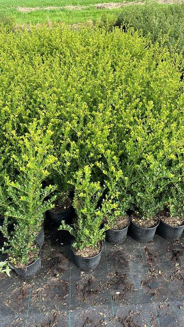 Ilex crenata - Japanse hulst beschikbaar voor biedingen