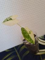 Alocasia Frydek Variegata, Ophalen of Verzenden, Overige soorten, Minder dan 100 cm