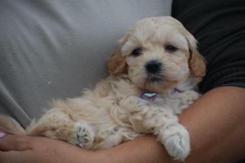 Kruising poedel pups,maltipoo,cavapoo cockapoo  beschikbaar voor biedingen