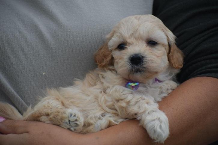 Kruising poedel pups,maltipoo,cavapoo cockapoo, Dieren en Toebehoren, Honden | Niet-rashonden, Middel, Meerdere dieren, Fokker | Professioneel