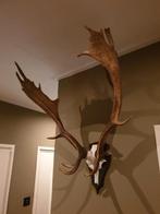 Damhert gewei. Landelijk decoratie hert schedel trofee, Verzamelen, Dierenverzamelingen, Ophalen, Zo goed als nieuw, Hert, Gewei of Kop