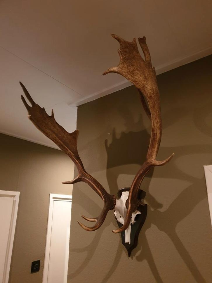 Damhert gewei. Landelijk decoratie hert schedel trofee, Verzamelen, Dierenverzamelingen, Zo goed als nieuw, Gewei of Kop, Hert