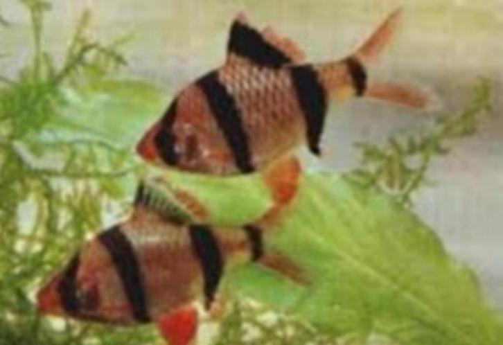 Sumatraan - Barbus (capoeta) tetrazona - Koidreams Valburg, Dieren en Toebehoren, Vissen | Aquariumvissen, Zoetwatervis, Vis