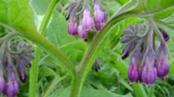 Symphytum officinalis (smeerwortel) paars vaste planten  beschikbaar voor biedingen