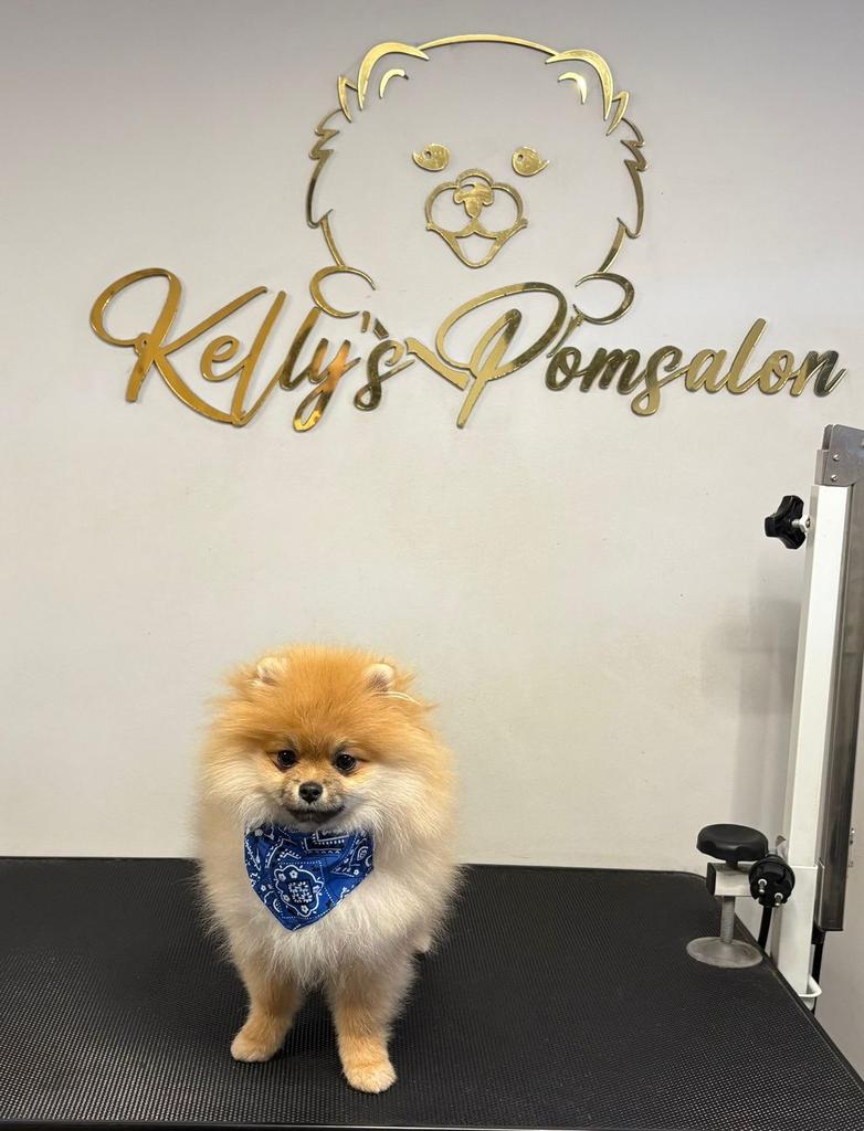 Pomeriaan pup 5 maanden, Ophalen, Zo goed als nieuw