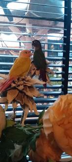 Nog 2 lieve tamme pyrhuras beschikbaar., Dieren en Toebehoren, Vogels | Parkieten en Papegaaien, Geslacht onbekend, Parkiet, Geringd