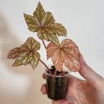 Begonia gryphon, Ophalen of Verzenden, Halfschaduw, Minder dan 100 cm