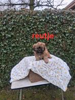 Te koop mooie kleinblijvende speelse boomer pups, Parvo, 8 tot 15 weken, Meerdere, Meerdere dieren