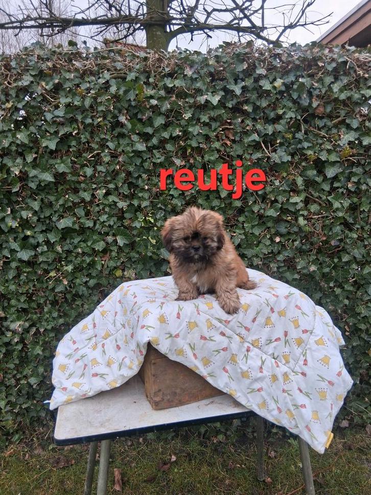 Te koop mooie kleinblijvende speelse boomer pups, Dieren en Toebehoren, Honden | Niet-rashonden, Klein, Meerdere dieren, Particulier