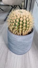 Cactus met pot., Ophalen, Zo goed als nieuw
