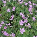 3 GROTE EMMERS VOL MET 2 SOORTEN ROZE GERANIUMS =VASTE PLANT, Ophalen, Bodembedekkers, Vaste plant, Halfschaduw