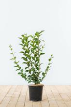 Tuinplanten, Tuin en Terras, Ophalen, Overige soorten, Halfschaduw