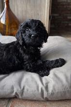 Labradoodle pup multigen fleece mini/midi, 8 tot 15 weken, Parvo, Meerdere, Meerdere dieren