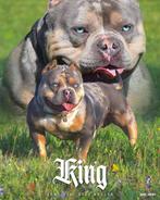 American bully, Dieren en Toebehoren, Honden | Bulldogs, Pinschers en Molossers, België, Fokker | Hobbymatig, Rabiës (hondsdolheid)