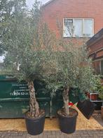 Olijfbomen dikke stam diverse maten, Ophalen of Verzenden, 100 tot 250 cm, Olijfboom, Zomer