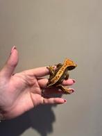 Wimpergekko dark vrouw, Dieren en Toebehoren, Hagedis, Tam, 0 tot 2 jaar