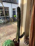 Cereus Cactus 95CM Hoog, Ophalen, Minder dan 100 cm, Bloeiende kamerplant, Volle zon