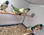 Gouldamadines, Dieren en Toebehoren, Vogels | Overige Vogels, Meerdere dieren, Tropenvogel
