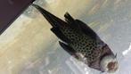 Pleco Algeter 18cm., Dieren en Toebehoren, Vissen | Aquariumvissen, Vis, Zoetwatervis