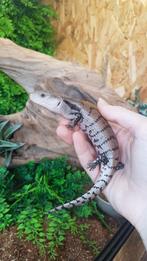 Nk 0.0.4 jonge handtamme blauwtongskinks, Dieren en Toebehoren, Reptielen en Amfibieën, Hagedis, Tam, 0 tot 2 jaar