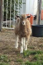 Jonge toggenburger bok, Dieren en Toebehoren, Schapen, Geiten en Varkens, Mannelijk, Geit, 0 tot 2 jaar