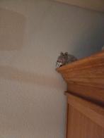 Overlast van Ratten en muizen, Dieren en Toebehoren, Februari, Geslacht onbekend, Rat