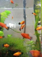 Platy, Dieren en Toebehoren, Vissen | Vijvervissen, Goudvis(sen)