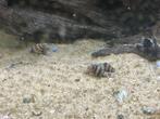 Slakken etende slakken, Dieren en Toebehoren, Vissen | Aquariumvissen, Slak of Weekdier, Zoetwatervis