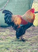 Prachtige Brahma goudpatrijs hanen 5 maanden oud, Dieren en Toebehoren, Mannelijk, Kip
