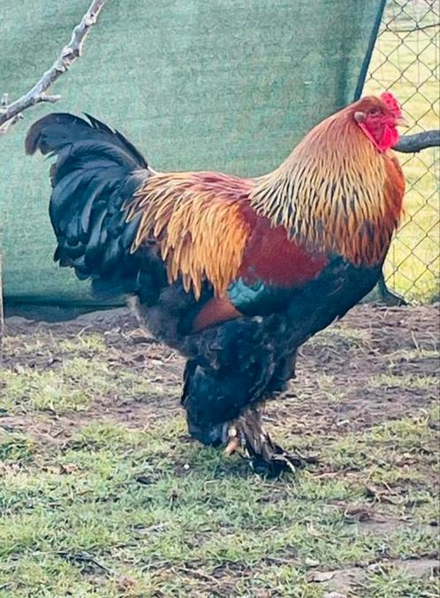 Prachtige Brahma goudpatrijs hanen 5 maanden oud, Dieren en Toebehoren, Pluimvee, Kip, Mannelijk