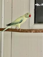 Halsbandparkieten, Meerdere dieren, Parkiet, Geringd
