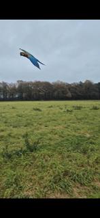 Ara papegaai, Dieren en Toebehoren, Vrouwelijk, Papegaai, Pratend