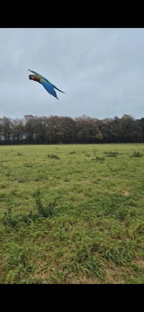 Ara papegaai, Dieren en Toebehoren, Vogels | Parkieten en Papegaaien, Papegaai, Vrouwelijk, Pratend, Tam, Geringd