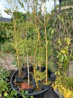 knotwilg krulwilg witte wilg, Tuin en Terras, Planten | Bomen, Ophalen, Volle zon, Overige soorten