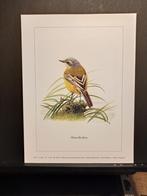 Gele Kwikstaart - Buzin - prent kunst  afmeting  18 x 24 cm, Verzenden, 1980 tot heden, Zo goed als nieuw, Dier