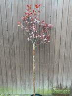 Prunus cistena. Roodbladige sierpruim op 90cm stam, Tuin en Terras, Planten | Bomen, Ophalen